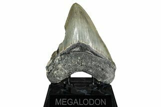 Serrated, Fossil Megalodon Tooth - North Carolina #336967