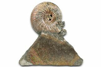 Iridescent, Pyritized Ammonite (Quenstedticeras) Fossil Display #335888