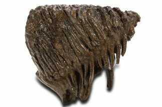 Fossil Woolly Mammoth Upper M Molar - Poland #337191