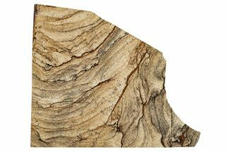 Polished Biggs Jasper Slab - Oregon #336987