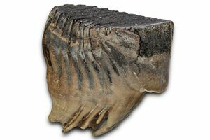 マンモス化石　博物館級　upper molar with M2 8.2