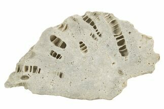 Silurian Dolostone w/ Sparkling Fossil Coral (Fletcheria) - Ohio #336587