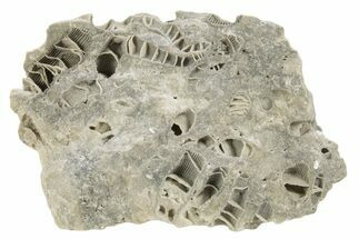 Silurian Dolostone w/ Sparkling Fossil Coral (Fletcheria) - Ohio #336591