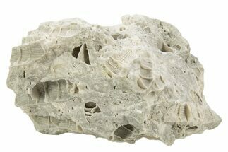 Silurian Dolostone w/ Sparkling Fossil Coral (Fletcheria) - Ohio #336597