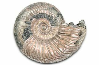 Iridescent, Pyritized Ammonite (Quenstedticeras) Fossil - Russia #337334