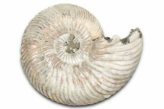 Iridescent, Pyritized Ammonite (Quenstedticeras) Fossil - Russia #337335