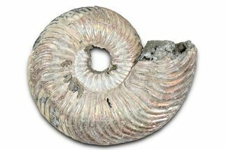 Iridescent, Pyritized Ammonite (Quenstedticeras) Fossil - Russia #337340