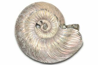 Iridescent, Pyritized Ammonite (Quenstedticeras) Fossil - Russia #337341