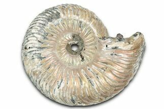 Iridescent, Pyritized Ammonite (Quenstedticeras) Fossil - Russia #337347