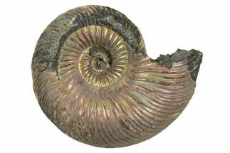 Iridescent, Pyritized Ammonite (Quenstedticeras) Fossil - Russia #337302