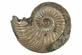 Iridescent, Pyritized Ammonite (Quenstedticeras) Fossil - Russia #337305
