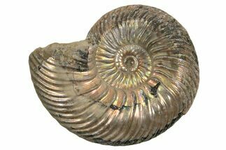 Iridescent, Pyritized Ammonite (Quenstedticeras) Fossil - Russia #337309