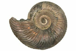 Iridescent, Pyritized Ammonite (Quenstedticeras) Fossil - Russia #337321