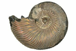 Iridescent, Pyritized Ammonite (Quenstedticeras) Fossil - Russia #337324