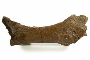 Buy Ichnofossils (Trace Fossils)