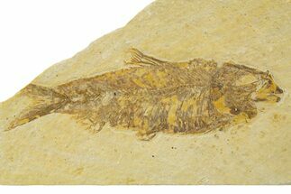 Detailed Fossil Fish (Knightia) - Wyoming #333936