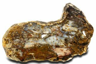 Colorful Hubbard Basin Petrified Wood Slab - Nevada #337704