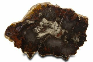 Colorful Hubbard Basin Petrified Wood Slab - Nevada #337721