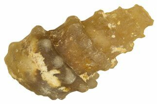 Agatized Gastropod (Cerithium?) Fossil - Morocco #338025