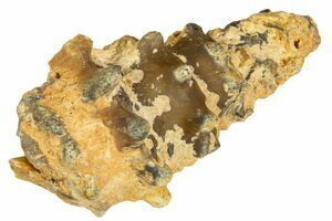 Beautiful Agatized Gastropod From Morocco - 1.65