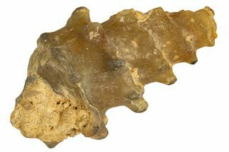 Agatized Gastropod (Cerithium?) Fossil - Morocco #338047