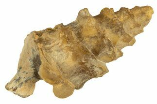 Agatized Gastropod (Cerithium?) Fossil - Morocco #338056