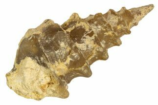 Agatized Gastropod (Cerithium?) Fossil - Morocco #338049