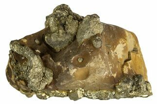 Golden Pyrite on Limonite Clay - Pakistan #337948