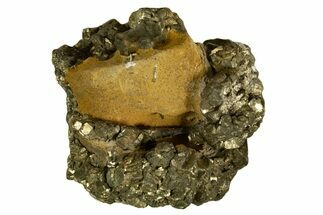 Golden Pyrite on Limonite Clay - Pakistan #337951