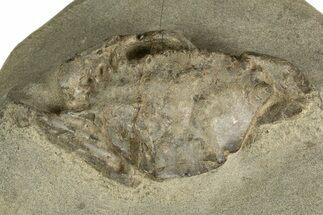 Eocene Fossil Crab (Megakos) - Washington State #338081
