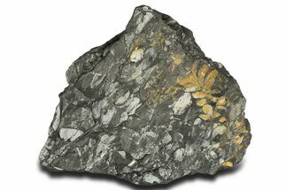 Fossil Seed Fern (Alethopteris & Pecopteris) Plate - Pennsylvania #338122