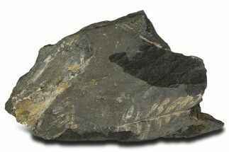 Fossil Seed Fern (Alethopteris) Plate - Pennsylvania #338130