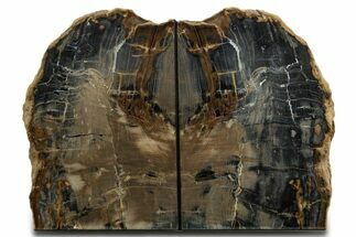 Tall Petrified Wood Bookends - Sweet Home, Oregon #338274