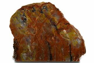 Polished Rainbow Petrified Wood Stand Up - Arizona #338295