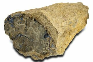 Long Petrified Wood (Schinoxylon) Limb - Blue Forest, Wyoming #338281