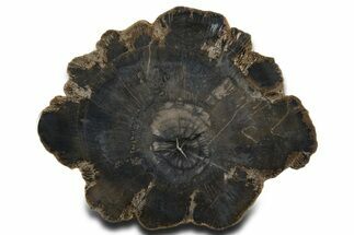 Charcoal-Black Polished Petrified Wood Round - Arizona #338298