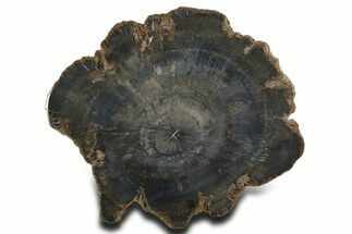 Charcoal-Black Polished Petrified Wood Round - Arizona #338299