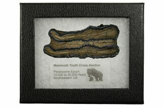 Mammoth Molar Slice With Case - South Carolina #337712
