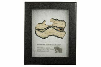 Mammoth Molar Slice With Case - South Carolina #337734