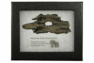 Mammoth Molar Slice With Case - South Carolina #337739