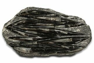 Polished Fossil Orthoceras (Cephalopod) Plate - Morocco #338340