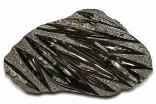 Polished Fossil Orthoceras (Cephalopod) Plate - Morocco #338344