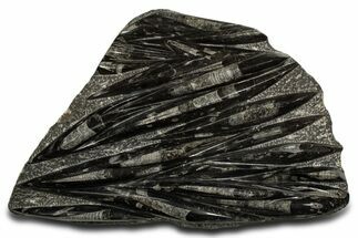 Polished Fossil Orthoceras (Cephalopod) Plate - Morocco #338383