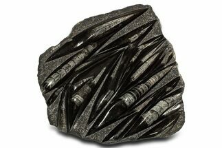 Polished Fossil Orthoceras (Cephalopod) Plate - Morocco #338416