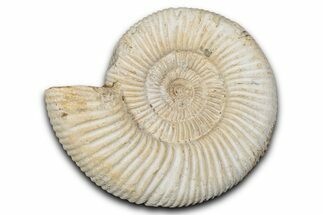 Jurassic Ammonite (Perisphinctes) Fossil - Madagascar #337682