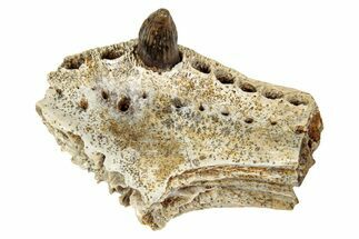 Cretaceous Crocodilian Jaw Section w/ Tooth - South Dakota #338428