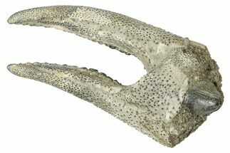Fossil Decorator Crab (Stenocionops) Claw - North Carolina #338429