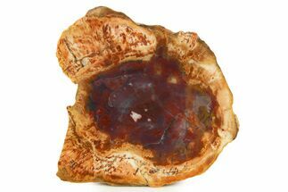 Polished Petrified Wood (Araucarioxylon) Slab - Arizona #338412
