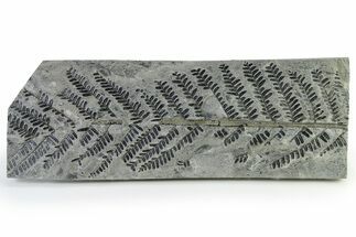 Rare, Carboniferous Fossil Fern (Scolecopteris) Frond - France #338461