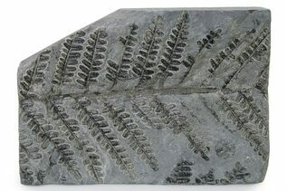 Plant Fossils For Sale